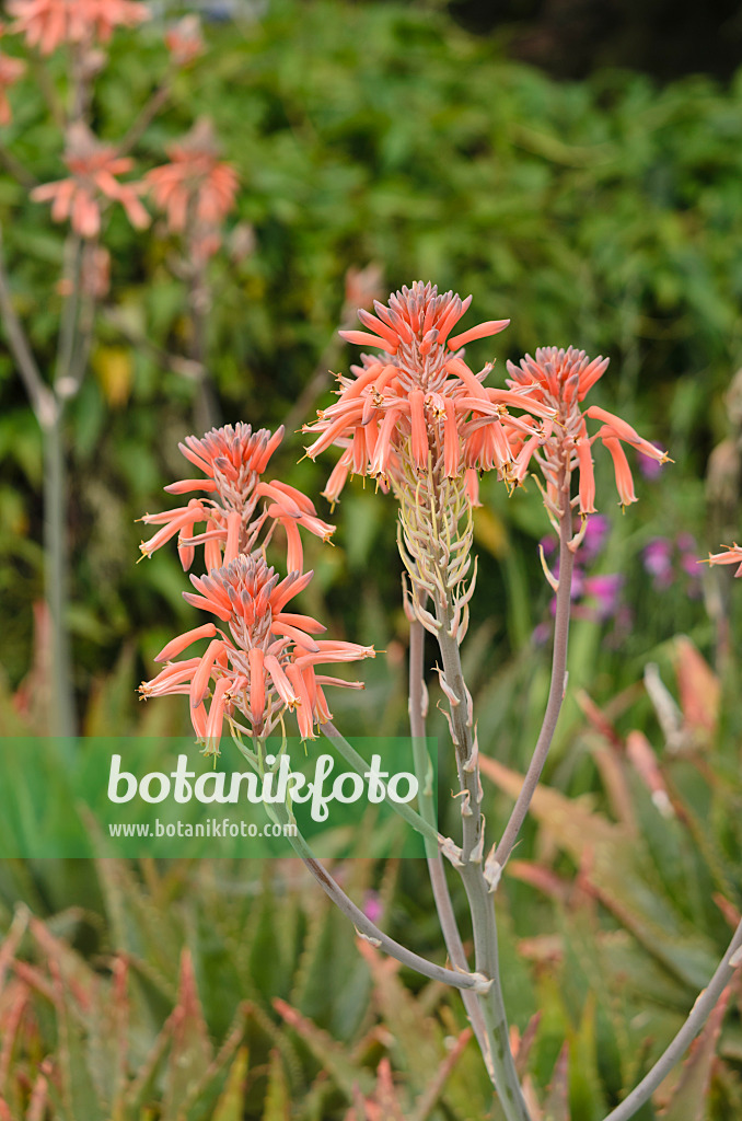 533029 - Aloès (Aloe lateritia)