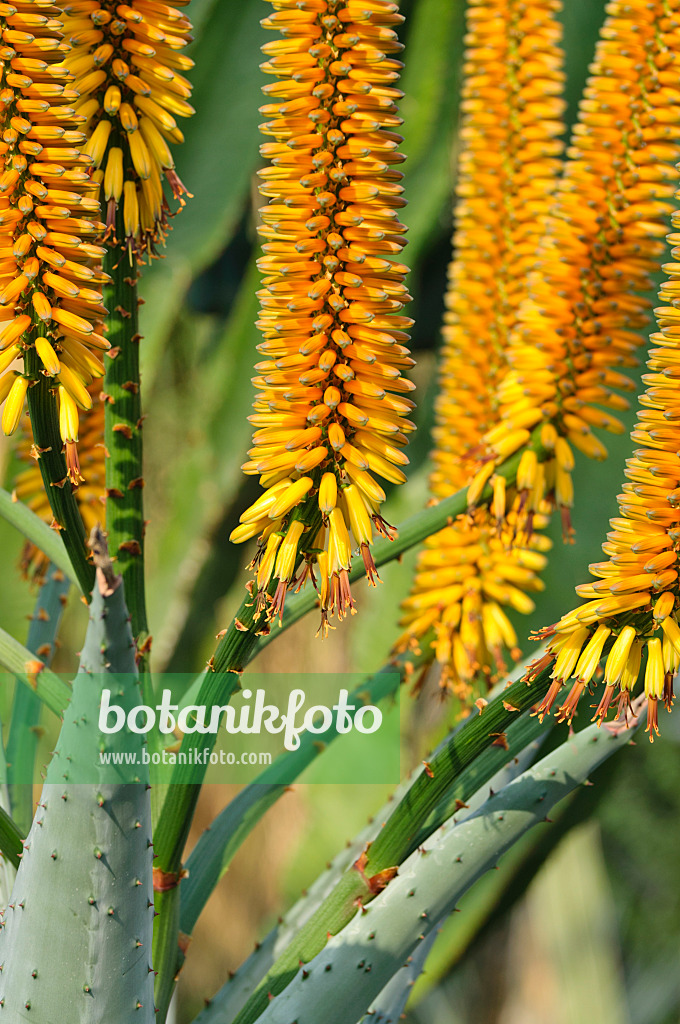 481041 - Aloès (Aloe marlothii)