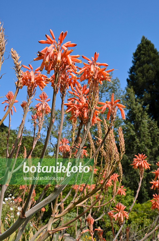 508456 - Aloès (Aloe mubendiensis)