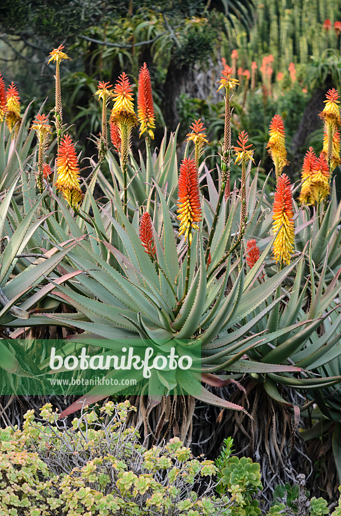 564168 - Aloès (Aloe mutabilis)