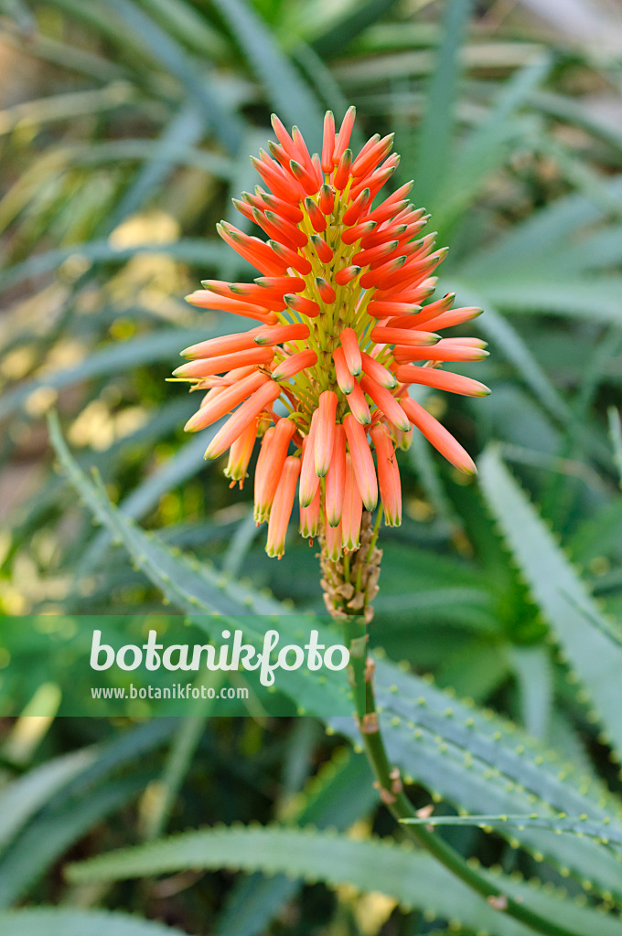 480006 - Aloès candélabre (Aloe arborescens)