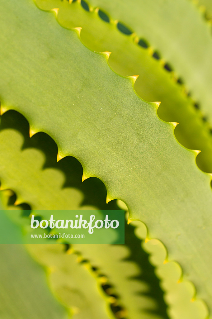 516029 - Aloès candélabre (Aloe arborescens)