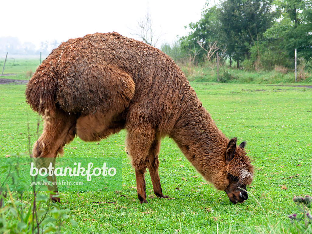 429103 - Alpaga (Lama pacos) mange sur un pré et se gratte le ventre avec son pied arrière