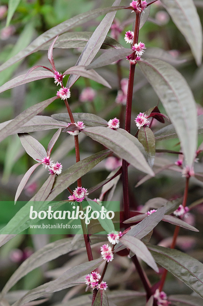 537020 - Alternanthère (Alternanthera sessilis)