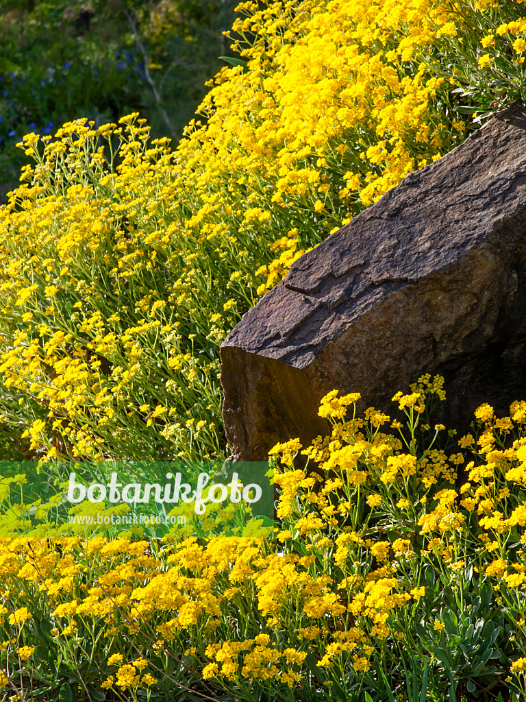 448027 - Alysse des rochers (Aurinia saxatilis syn. Alyssum saxatile)