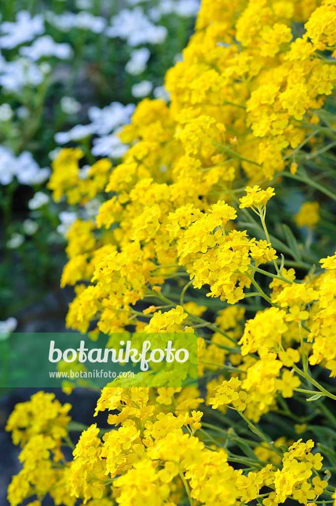 471171 - Alysse des rochers (Aurinia saxatilis syn. Alyssum saxatile)