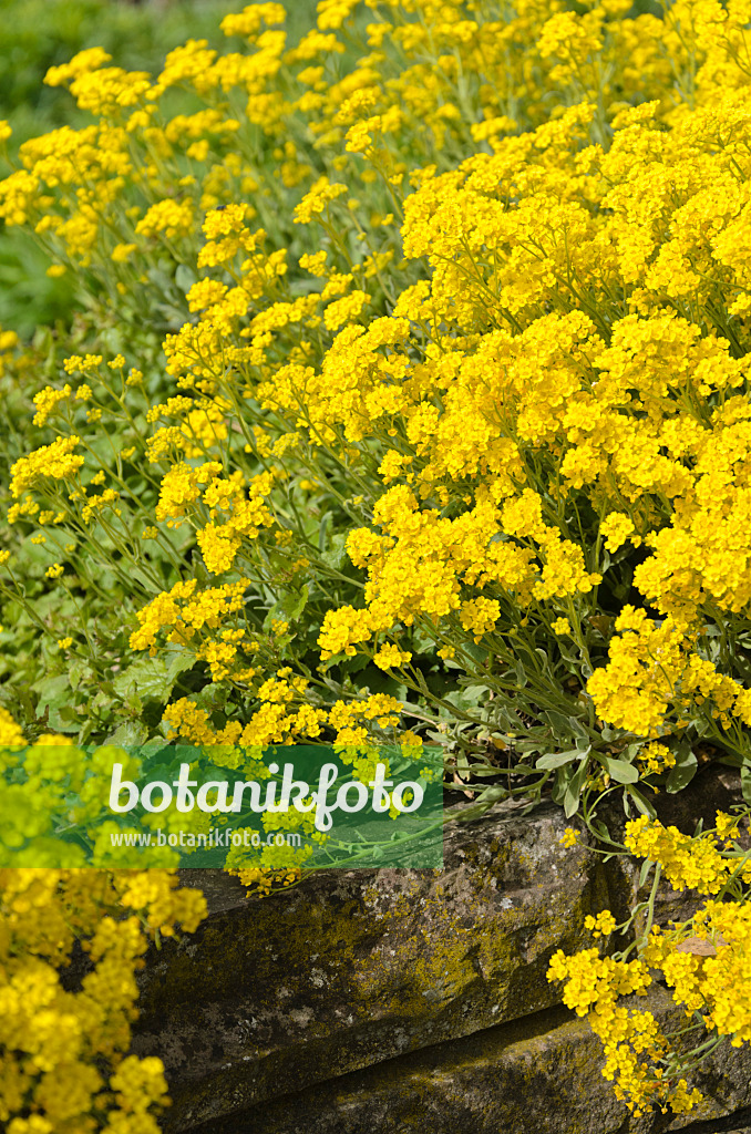 531171 - Alysse des rochers (Aurinia saxatilis syn. Alyssum saxatile)