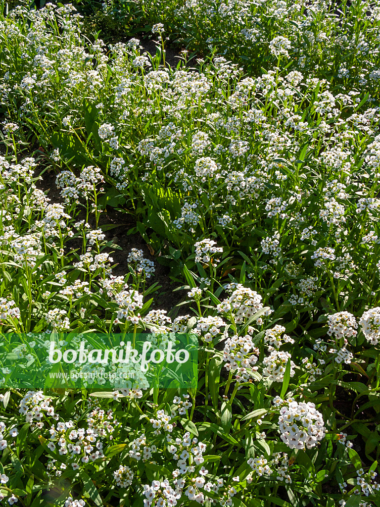 414187 - Alysson maritime (Lobularia maritima)