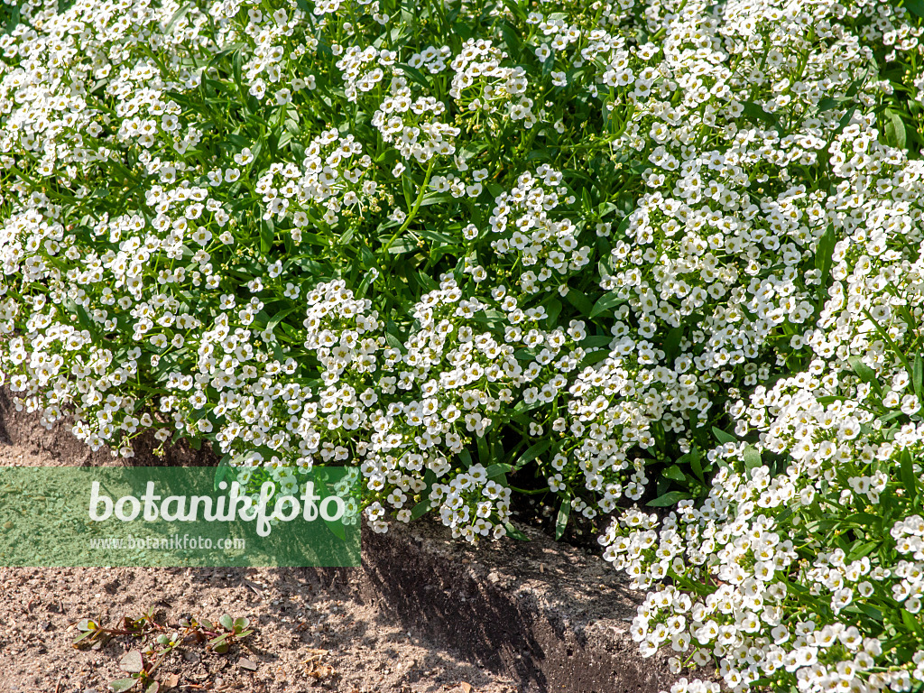 461115 - Alysson maritime (Lobularia maritima)