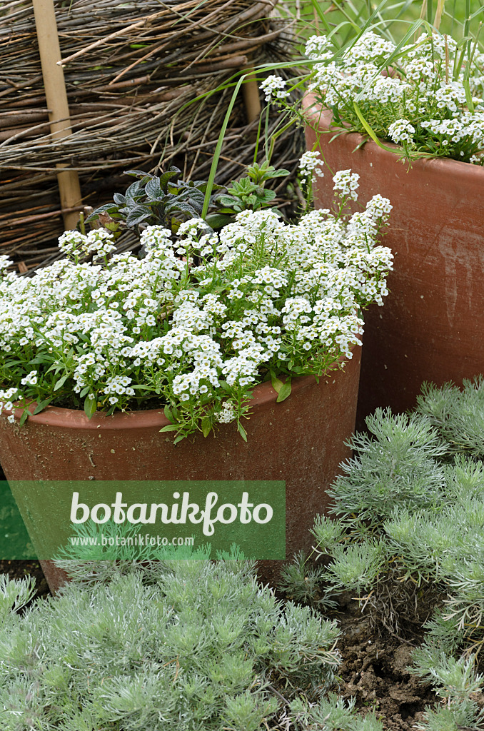 521388 - Alysson maritime (Lobularia maritima) et armoise de Schmidt (Artemisia schmidtiana)