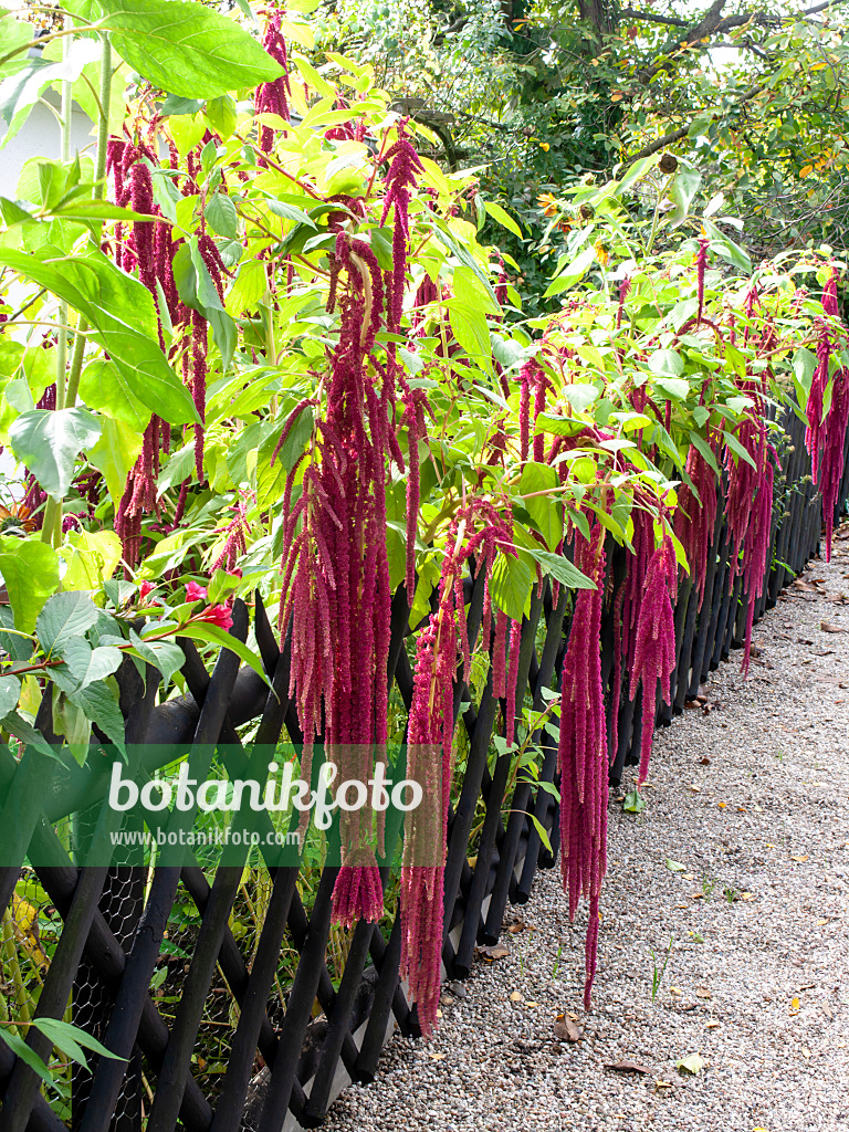 490020 - Amarante queue-de-renard (Amaranthus caudatus)