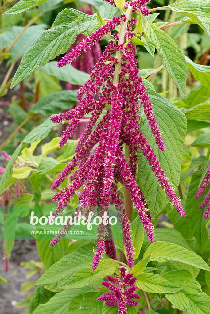 559002 - Amarante queue-de-renard (Amaranthus caudatus)