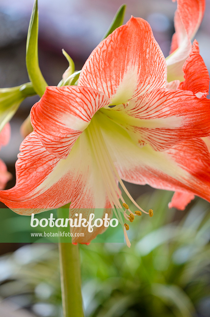 529032 - Amaryllis (Hippeastrum)