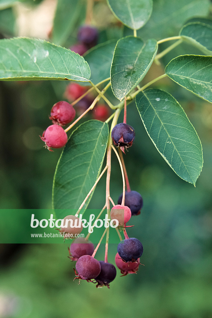 442058 - Amélanchier d'Amérique (Amelanchier lamarckii)