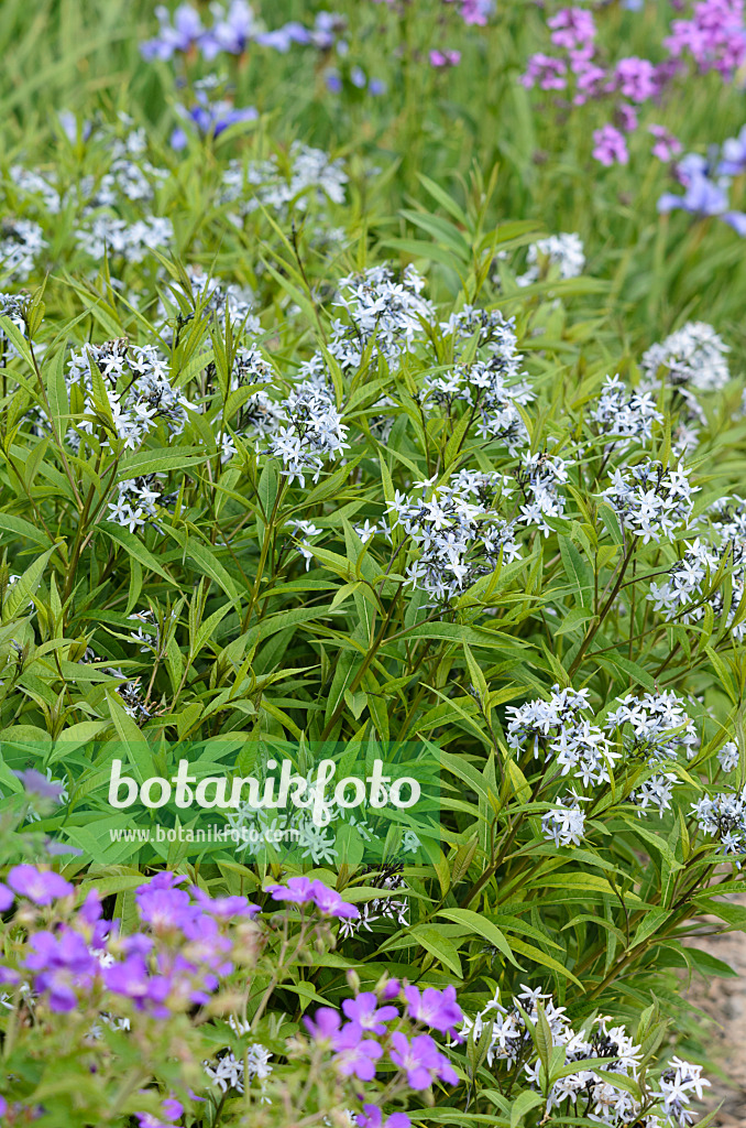 533334 - Amsonie bleue (Amsonia tabernaemontana var. salicifolia)