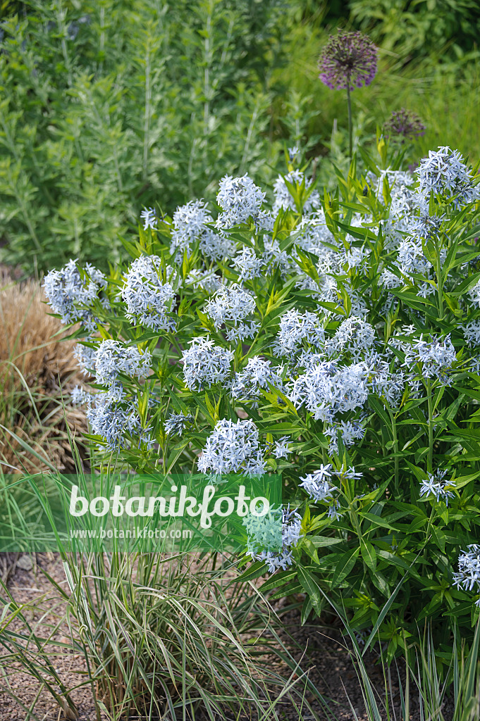 535382 - Amsonie bleue (Amsonia tabernaemontana)