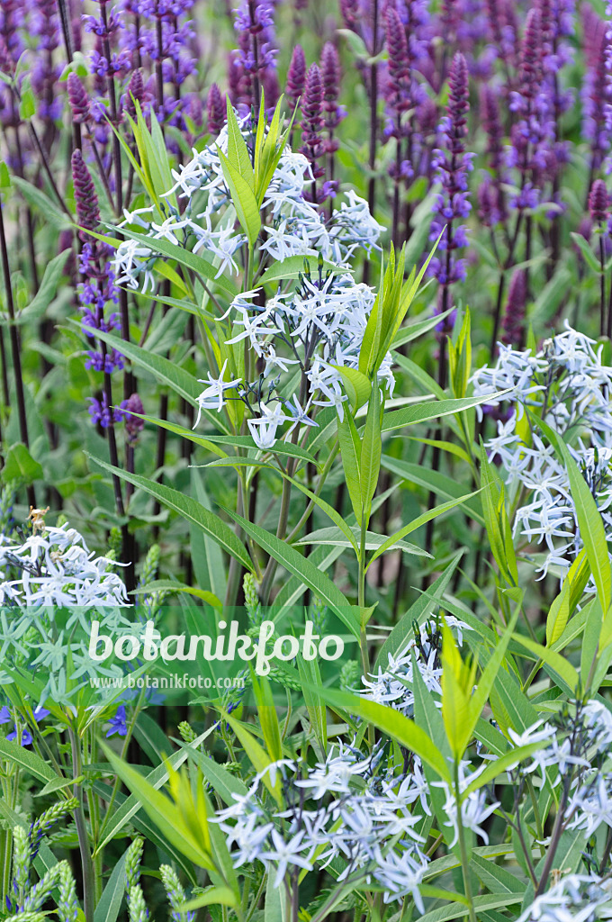 485009 - Amsonie bleue (Amsonia tabernaemontana) et sauge des bois (Salvia nemorosa)