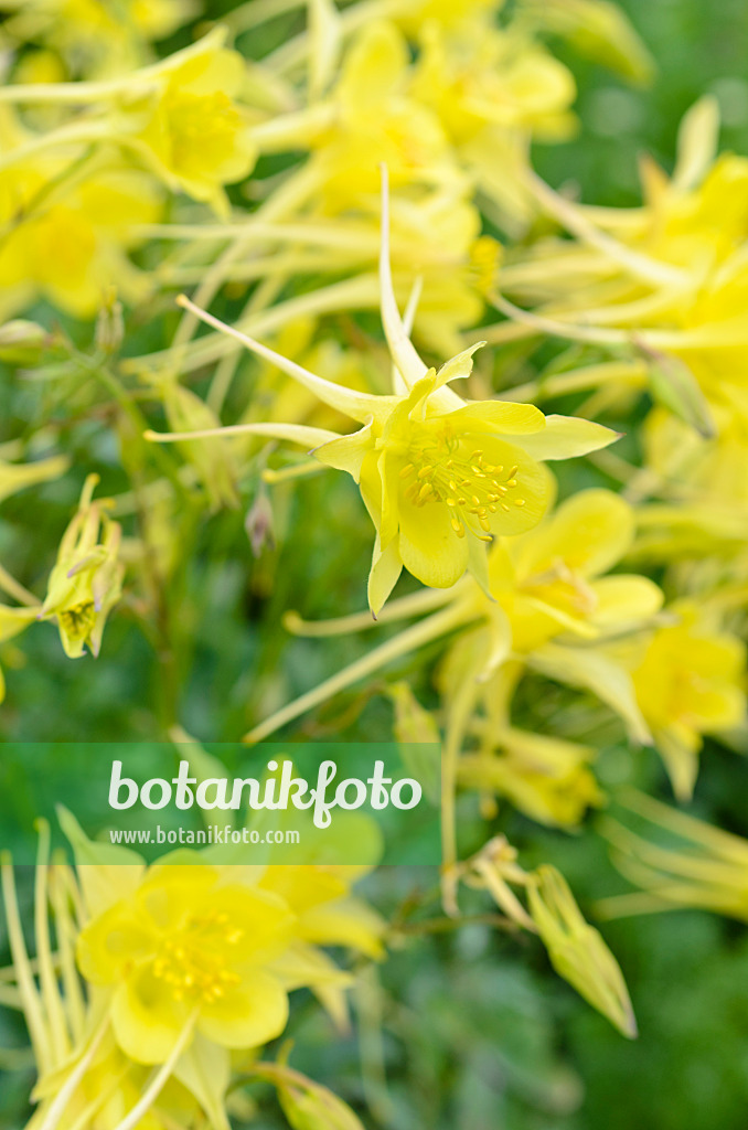 497023 - Ancolie à fleur dorée (Aquilegia chrysantha 'Yellow Queen')