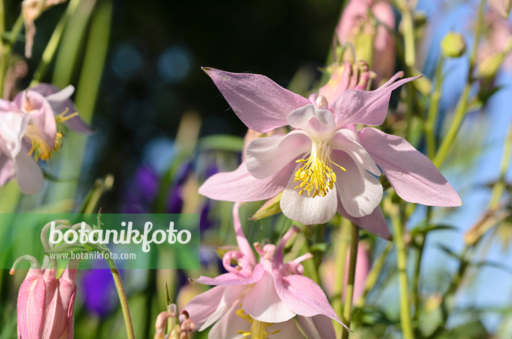 496261 - Ancolie (Aquilegia)