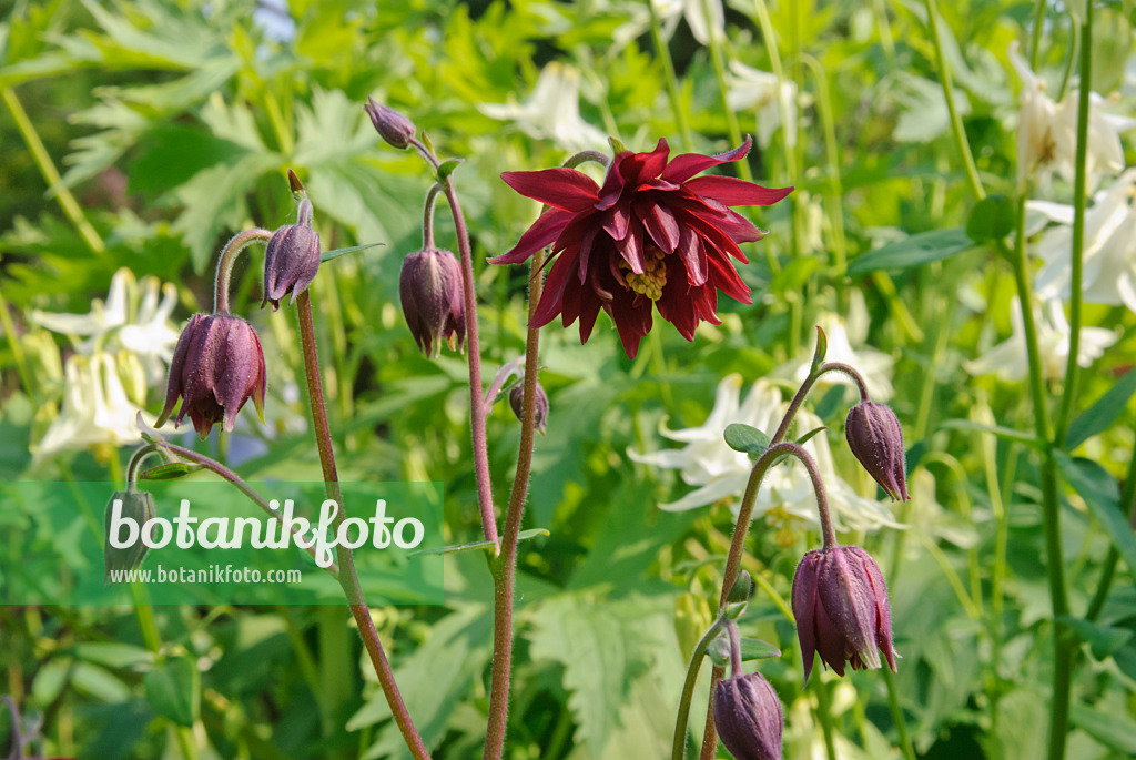 509159 - Ancolie commune (Aquilegia vulgaris 'Ruby Port')