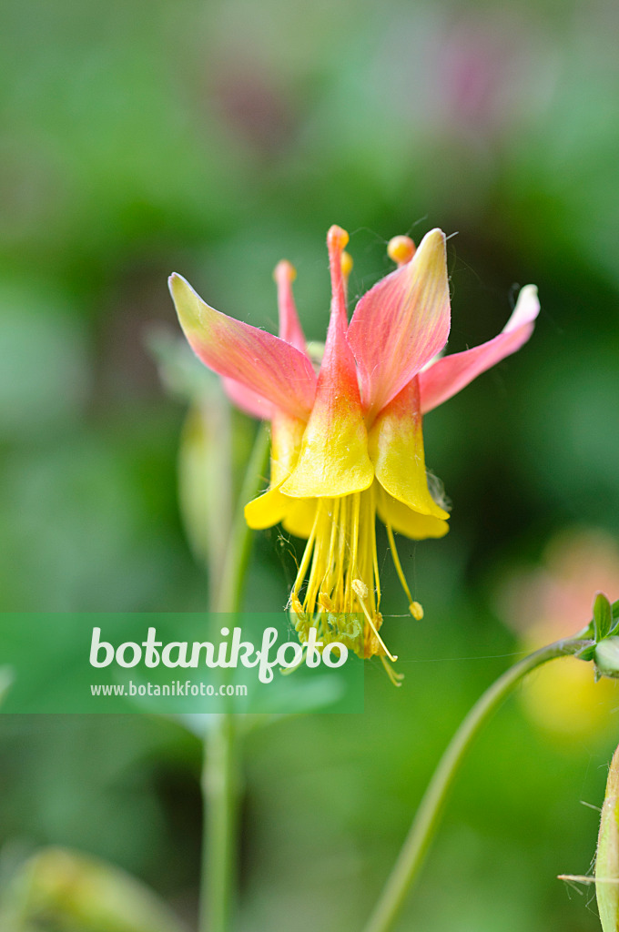 471344 - Ancolie de Barneby (Aquilegia barnebyi)