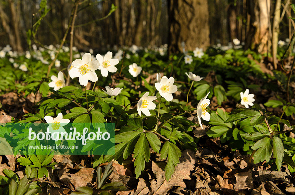 495072 - Anémone des bois (Anemone nemorosa)