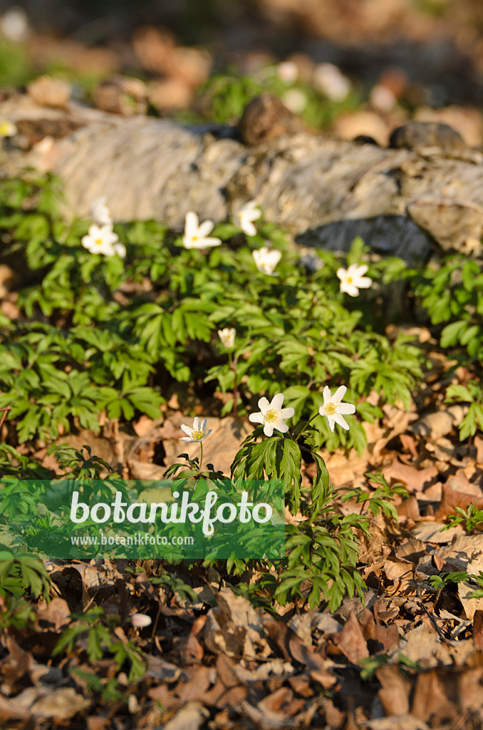 506065 - Anémone des bois (Anemone nemorosa)