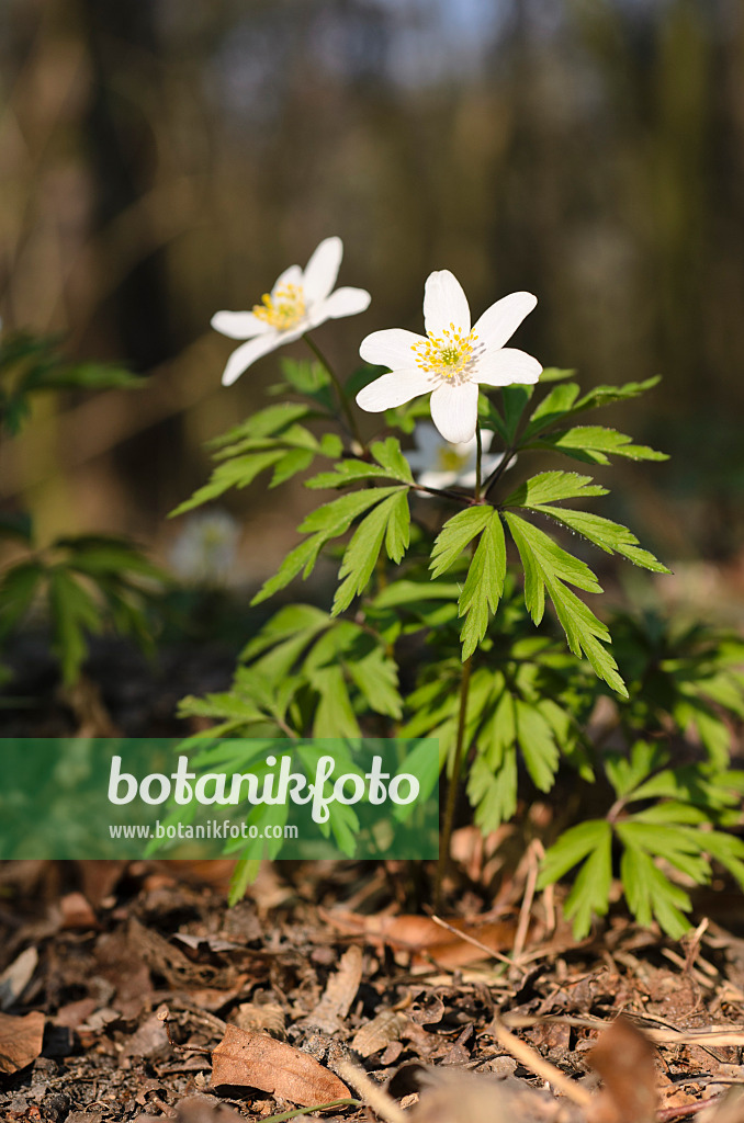 506079 - Anémone des bois (Anemone nemorosa)