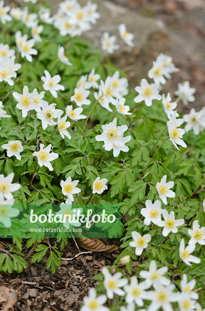 543013 - Anémone des bois (Anemone nemorosa)