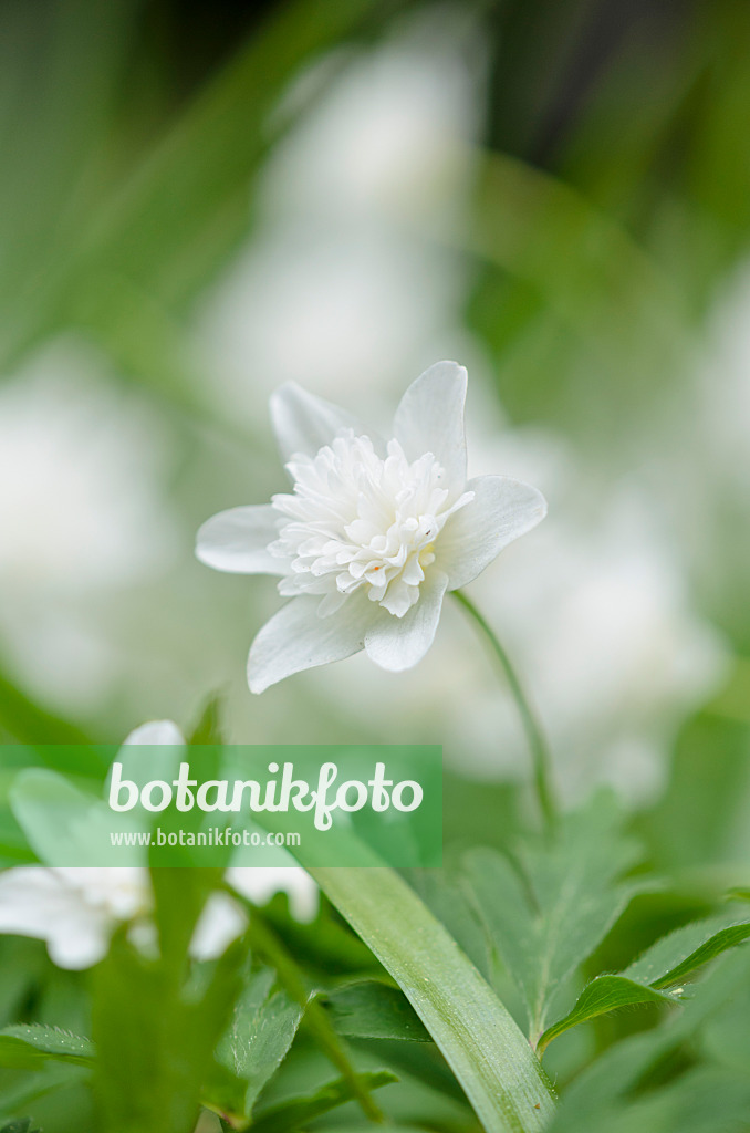 520110 - Anémone des bois (Anemone nemorosa 'Alba Plena')