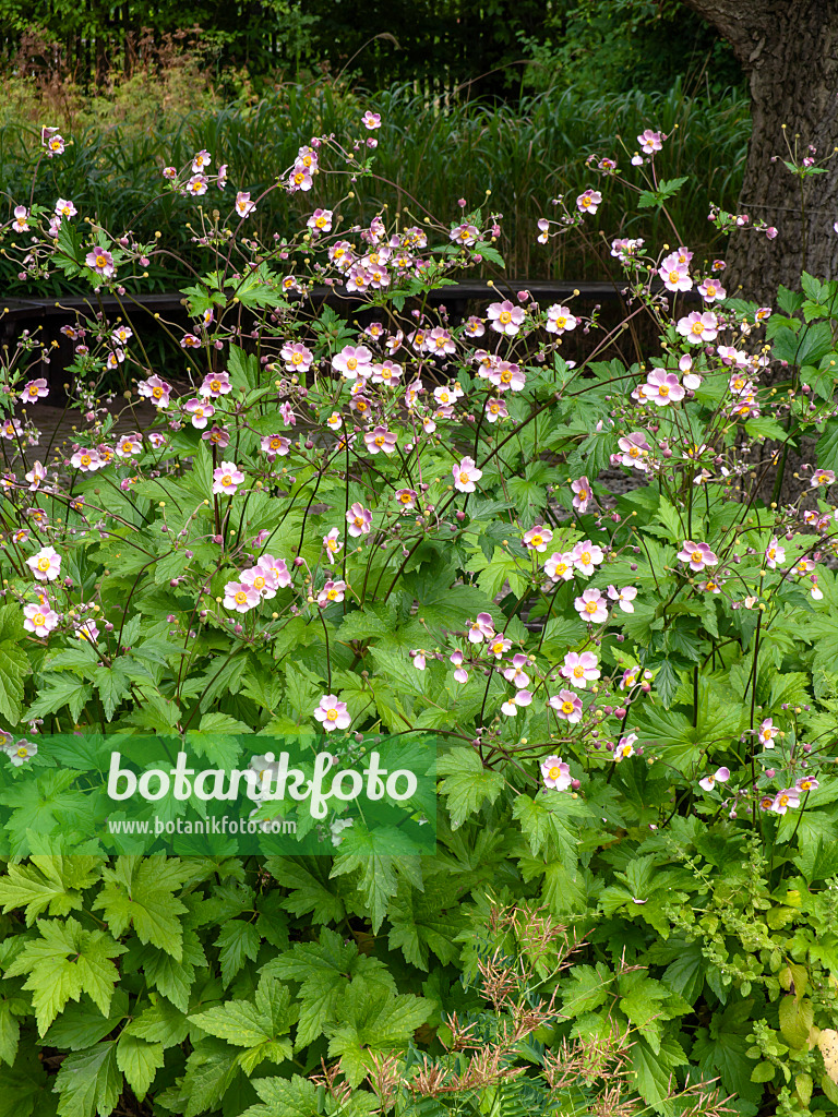 463049 - Anémone du Japon (Anemone hupehensis var. japonica)