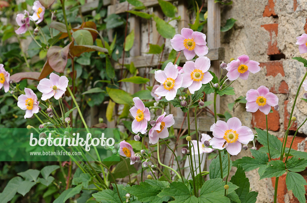 474366 - Anémone du Japon (Anemone hupehensis var. japonica)