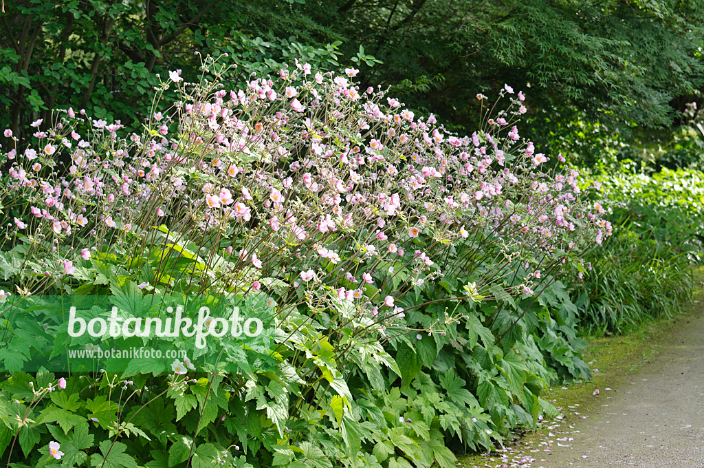 474399 - Anémone du Japon (Anemone hupehensis var. japonica)