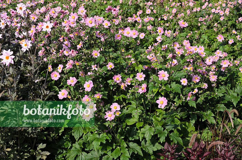 571007 - Anémone du Japon (Anemone hupehensis var. japonica)