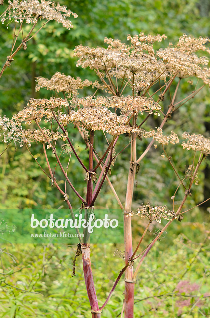 535099 - Angélique chinoise (Angelica dahurica)