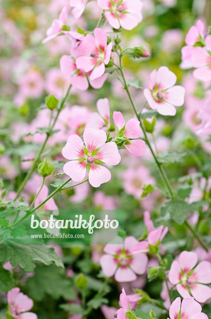 474200 - Anisodontea capensis 'Lady in Pink'