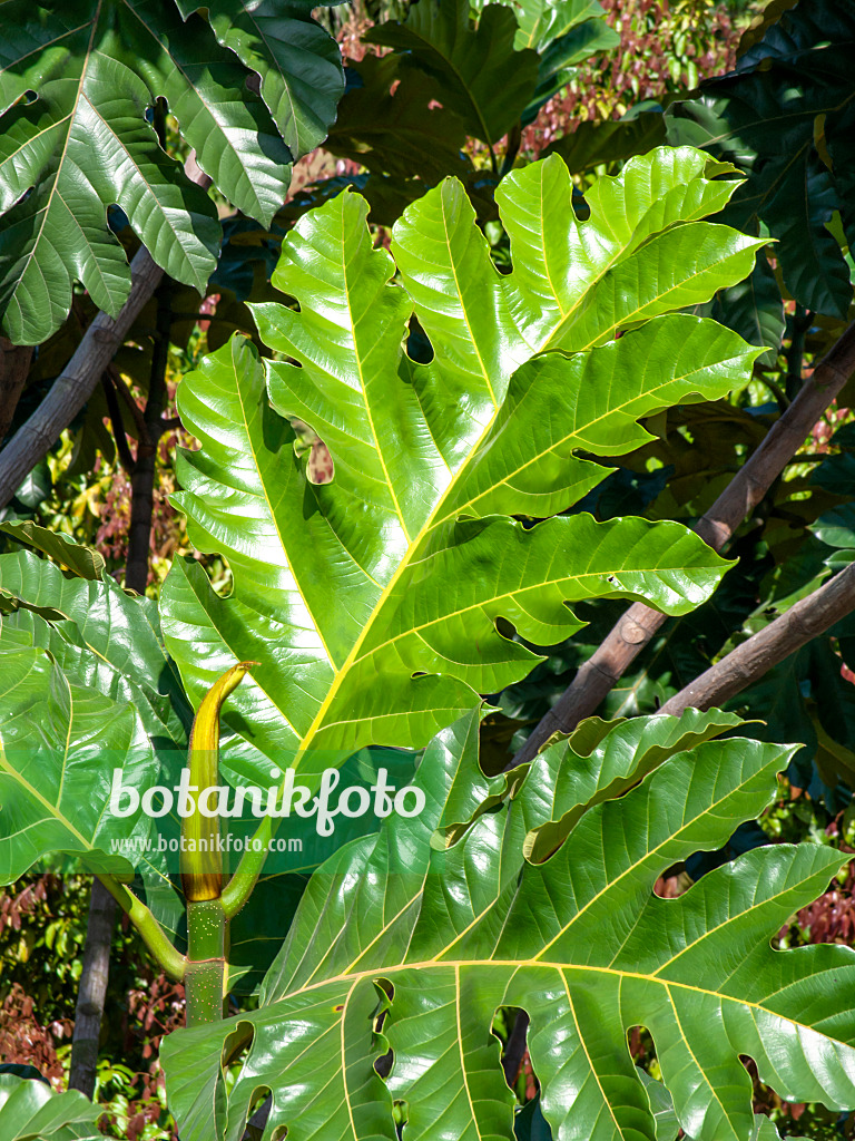 434307 - Arbre à pain (Artocarpus altilis)