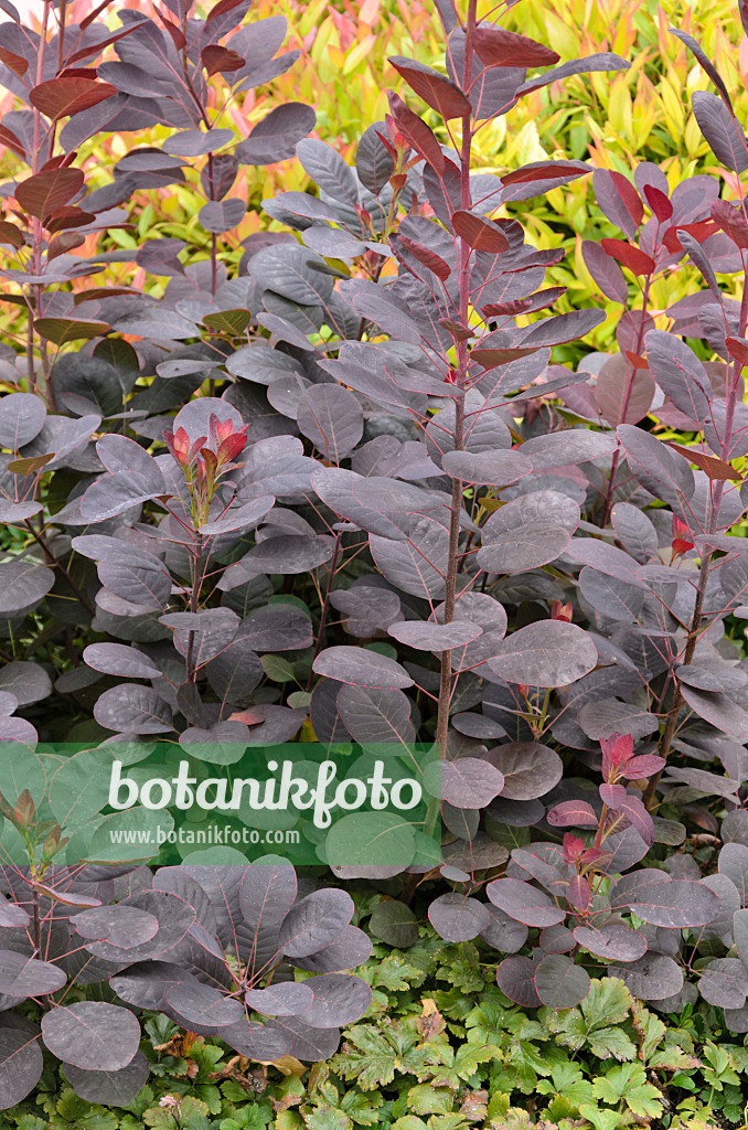 571045 - Arbre à perruque (Cotinus coggygria 'Royal Purple')