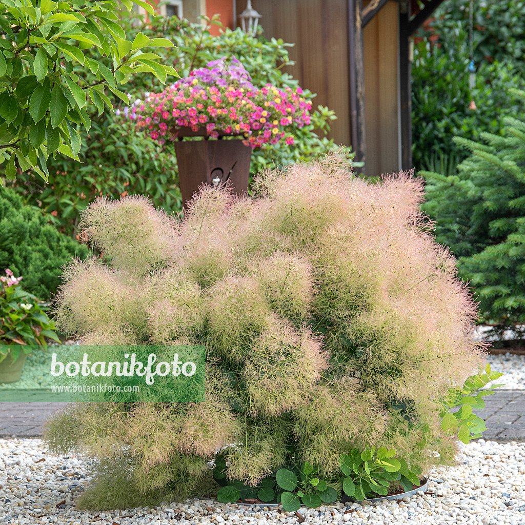 616196 - Arbre à perruque (Cotinus coggygria 'Young Lady')