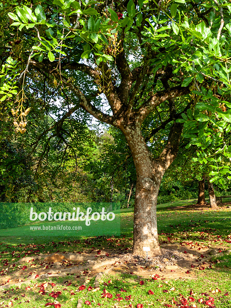 434148 - Arbre à saucisses (Kigelia africana syn. Kigelia pinnata)