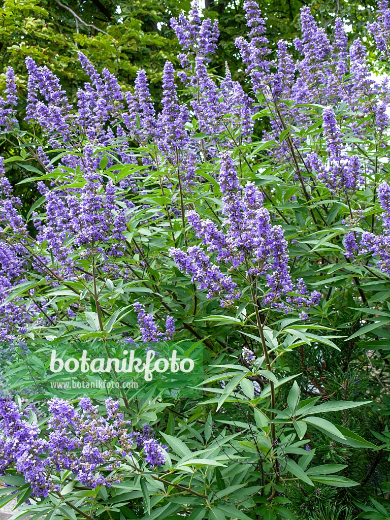 463074 - Arbre au poivre (Vitex agnus-castus)