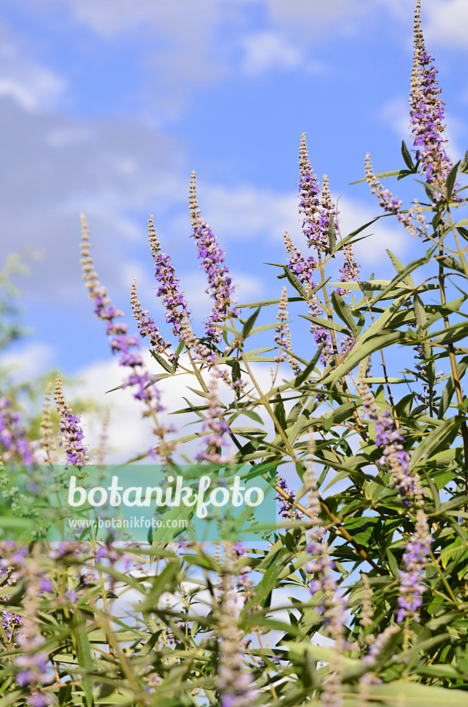 535032 - Arbre au poivre (Vitex agnus-castus)