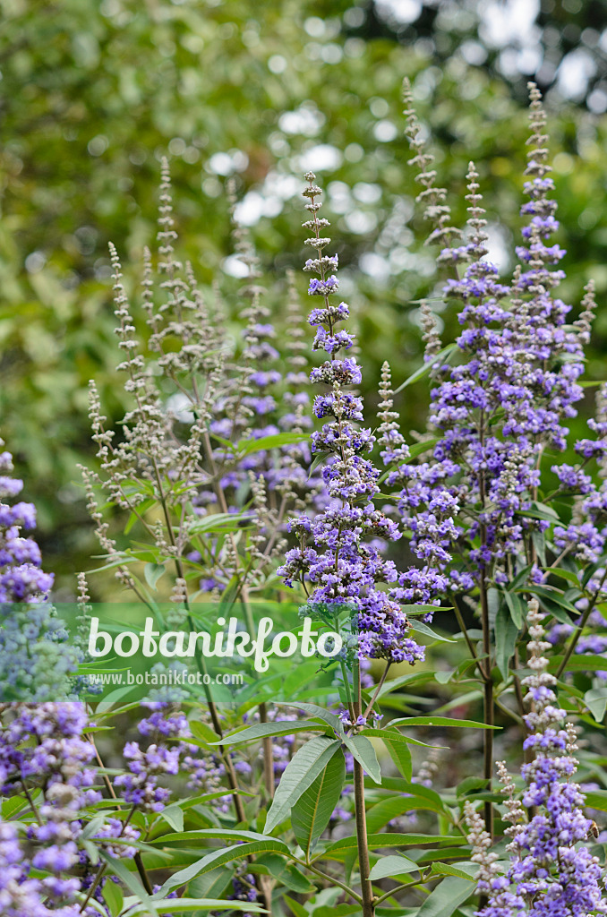 535131 - Arbre au poivre (Vitex agnus-castus)