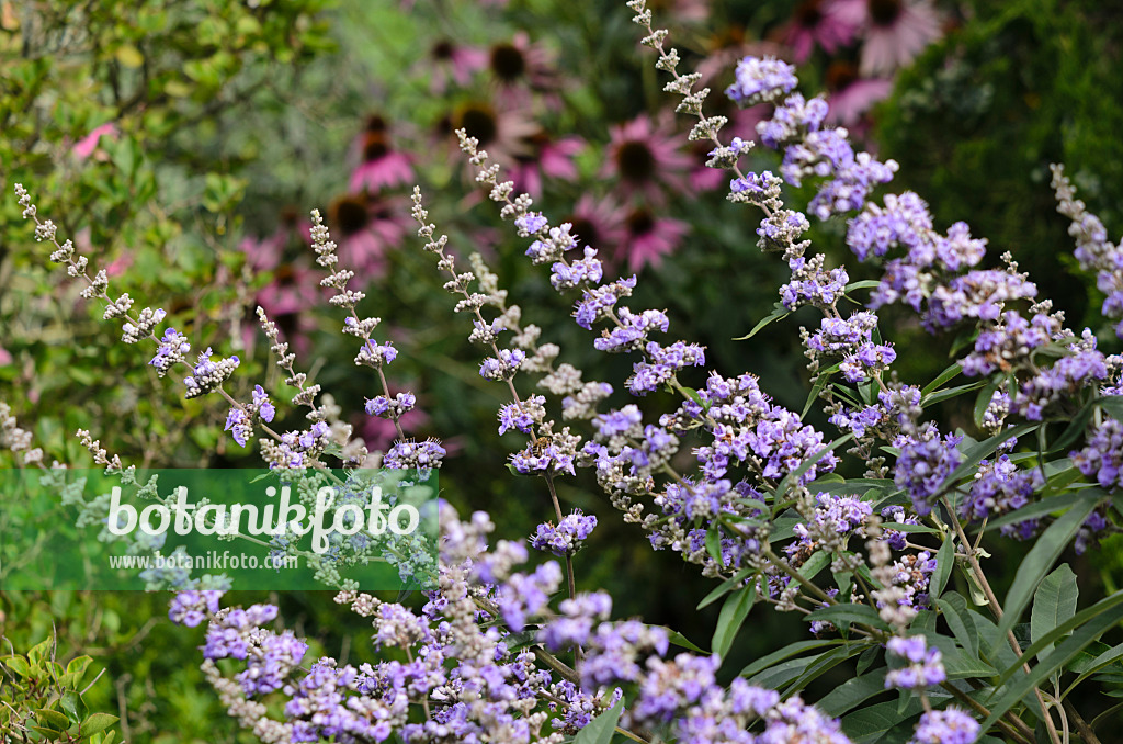 535132 - Arbre au poivre (Vitex agnus-castus)