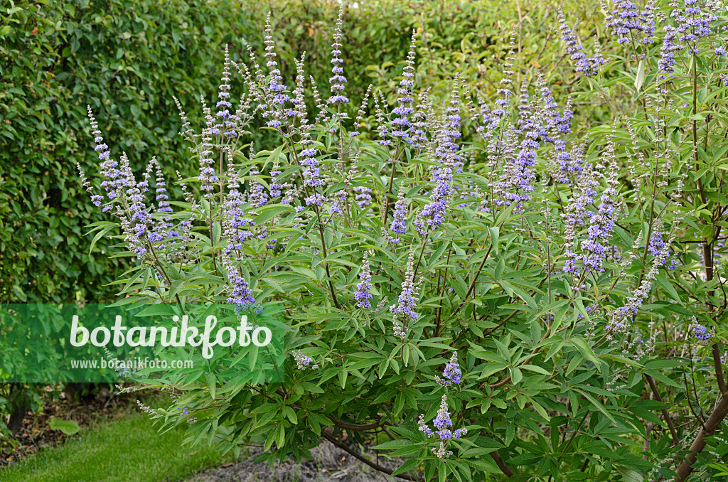 571057 - Arbre au poivre (Vitex agnus-castus)