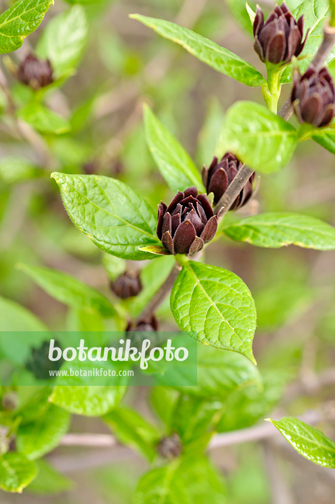 484070 - Arbre aux anémones (Calycanthus floridus)