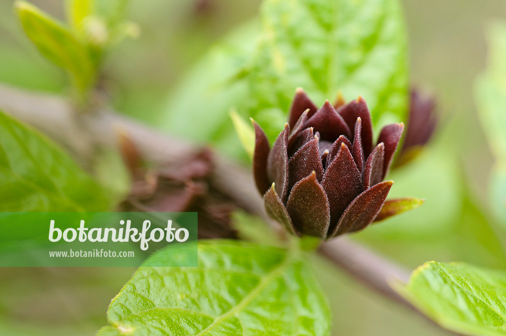 484071 - Arbre aux anémones (Calycanthus floridus)