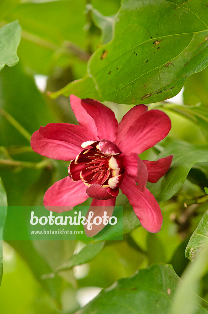 570064 - Arbre aux anémones (Calycanthus floridus 'Aphrodite')