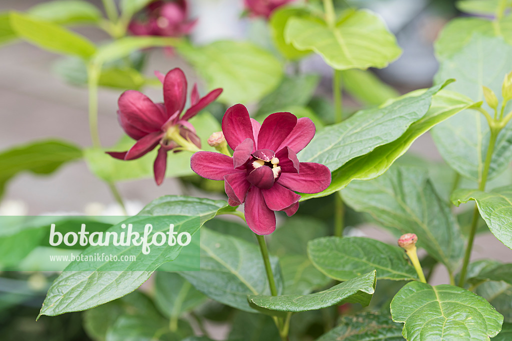 616176 - Arbre aux anémones (Calycanthus floridus 'Aphrodite')