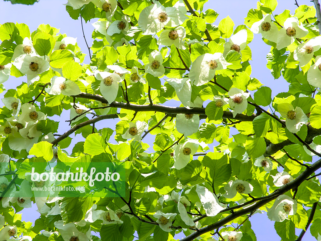 437234 - Arbre aux mouchoirs (Davidia involucrata)